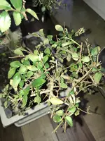 IMG_4097.webp