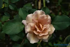 comp_DSC09007.webp