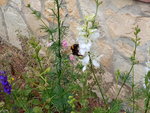 IMG_20200614_153344.jpg