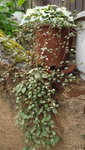 a fuchsien (2).JPG