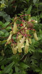 a fuchsien (5).JPG