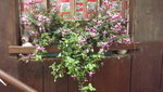 a fuchsien (3).JPG