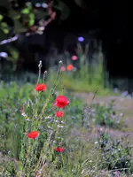 image008.webp