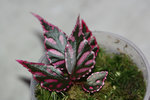 Begonia_Julau-rose select.jpg