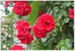 Rosen im Garten b.jpg