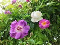 DSCF3674 (2).webp
