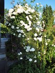 DSCF2414 (2).JPG