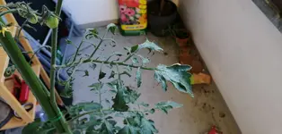 IMG_20200615_071536.jpg