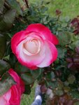 IMG_20200608_192707.jpg