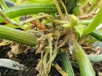 zucchini_stamm.webp