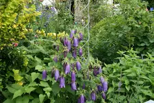 Campanula Sarastro0520.webp