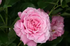Rose Hl.Elisabeth 0720.webp