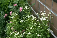 Rose Hl.Elisabeth 0820.webp