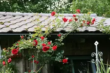 Rose Heinfels  0320.webp