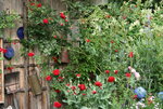Rose Heinfels  0420.JPG