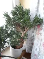 SAM_1792.webp
