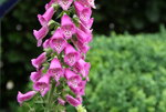 Digitalis  0120.JPG