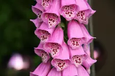 Digitalis  0220.JPG