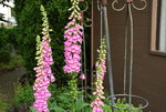 Digitalis  0320.JPG