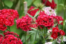Bartnelken  0120.webp