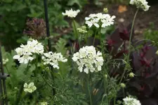 Orlaya0120.webp