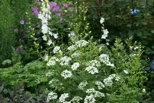 Orlaya0220.webp