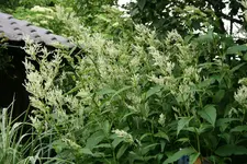 Johanniswolke0120.webp