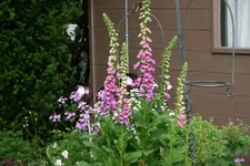 Juni   2820.webp