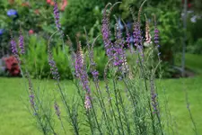 Leinkraut 0320.webp