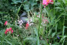 Leinkraut0118.webp