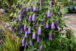 Campanula Sarastro0420.JPG