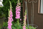 Digitalis  0420.JPG