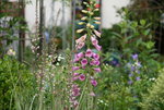 Digitalis  0520.JPG