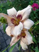 20200616_200826.webp