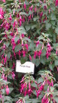 fuchsien (3).JPG
