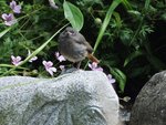 DSCF3684.JPG