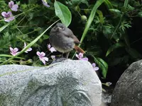 DSCF3684.webp