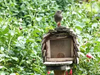 DSCF3685.webp