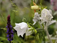 image007.webp