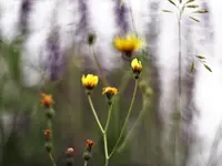image014.webp