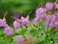 image007.webp