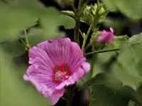 image009.webp
