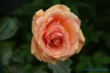 Ashram.webp