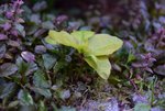 DSC_0269.JPG