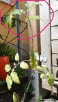 IMG_20200617_220004.jpg