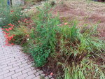 IMG_20200615_085258.jpg