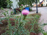 IMG_20200615_085316.jpg