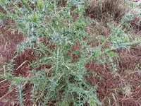 IMG_20200615_085348.jpg