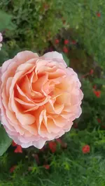 20200618_124304.webp