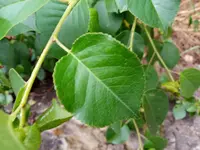 IMG_20200615_090406.jpg